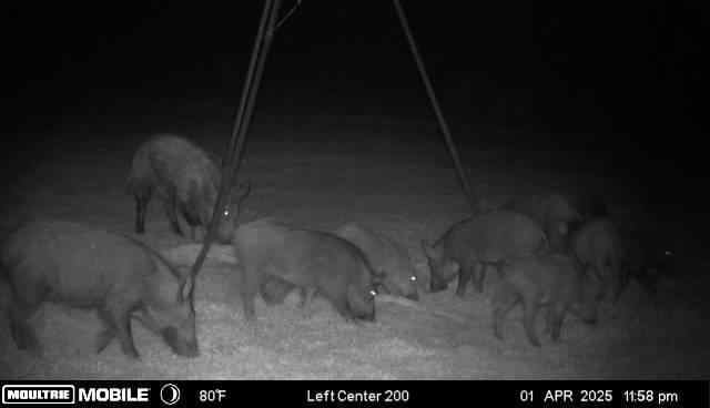 Hog hunts thermal /NV or day hunts .