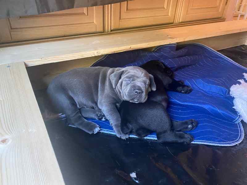Cane Corso Puppies for trade 