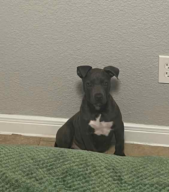 BLUE NOSE PITBULL PUPPY