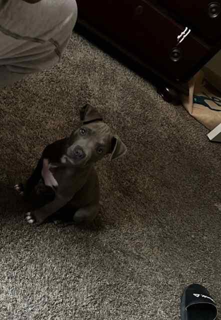 Blue Nose Pitbull Puppy