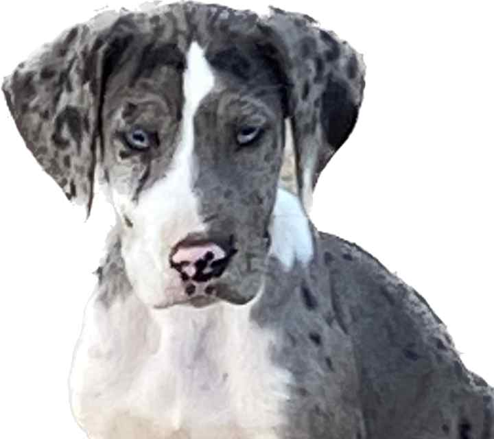 Great Dane puppies for sale